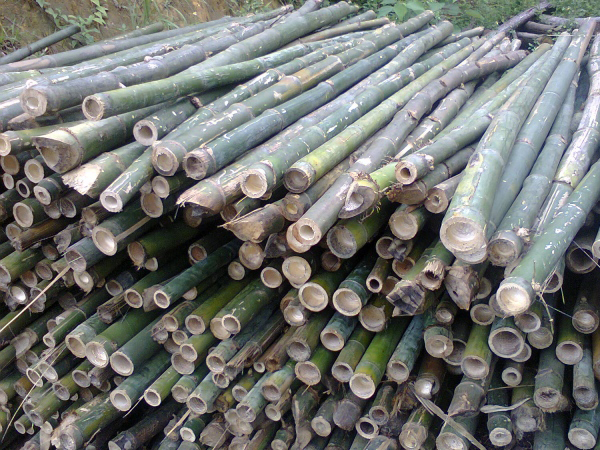 Đặc Điểm Và Công Dụng Của Cọc Tre